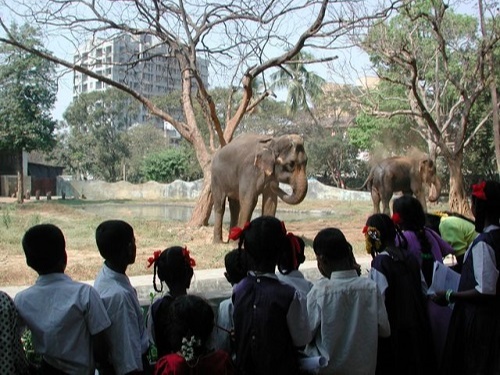  volunteering for Sanctuary’s kids for Tigers Programme in Nagpur