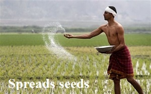 Spreads Seeds