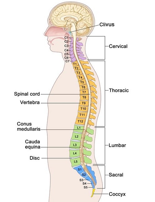 bio image