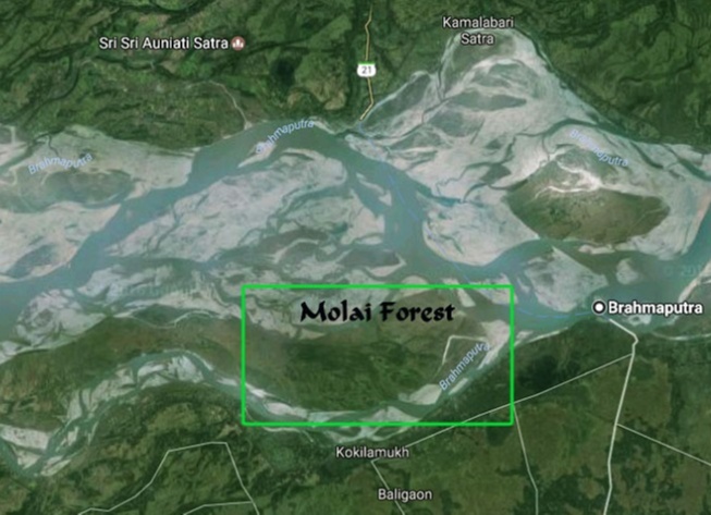 The villagers named the forest planted by Forest Man with the name of Molai, after the environmentalist's work.