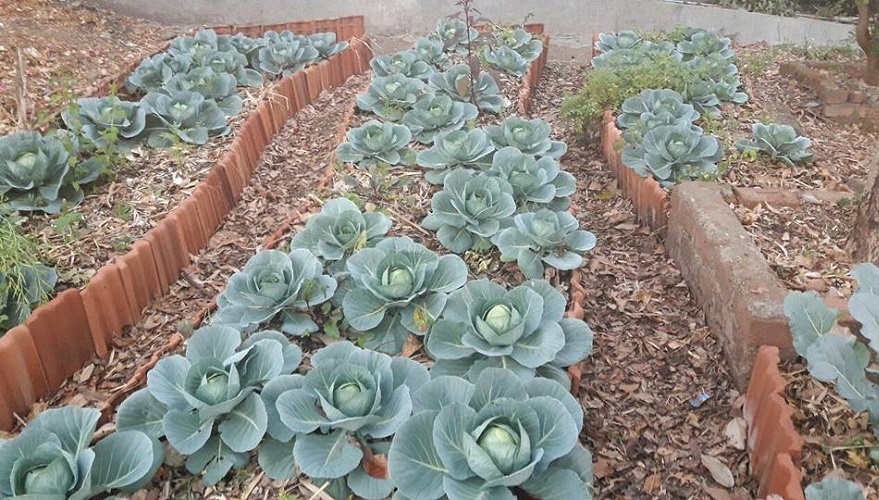 Terrace gardens and fields where cultivators are using dry leaves to create compost