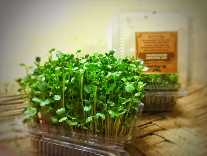 Microgreens - a nutritional power pack