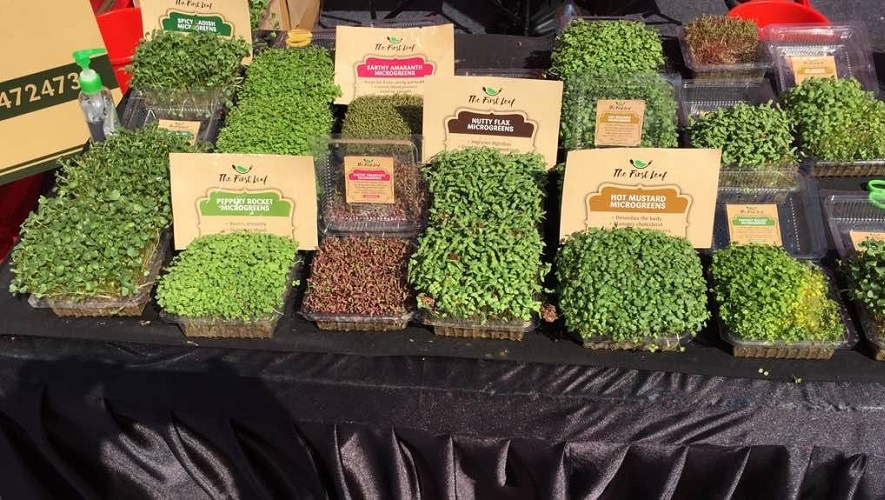 how to Cultivate Microgreens