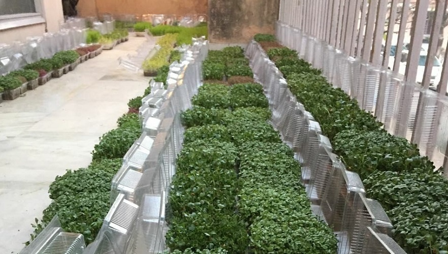 Microgreen demands less room with a mega growth rate