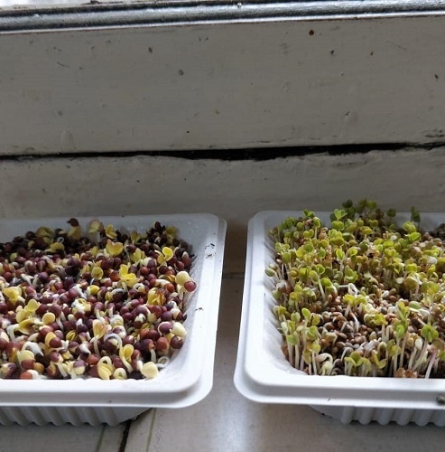 Swati Jain - The Founder of The First Leaf Microgreens