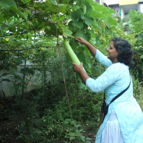 When I planted Bottle Gourd during the off-season, it gave almost nil produce. However, post-September, it started giving a lot of produce