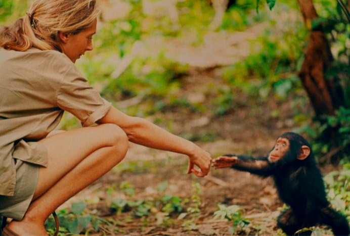 Jane goodall was staying close to the chimps community, almost daily interaction with them