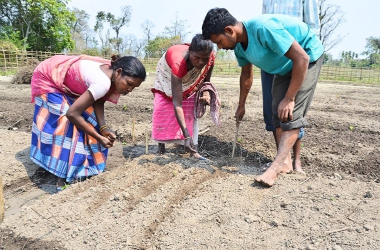 People of communities who collect seeds and plant trees and this helps them create immediate jobs