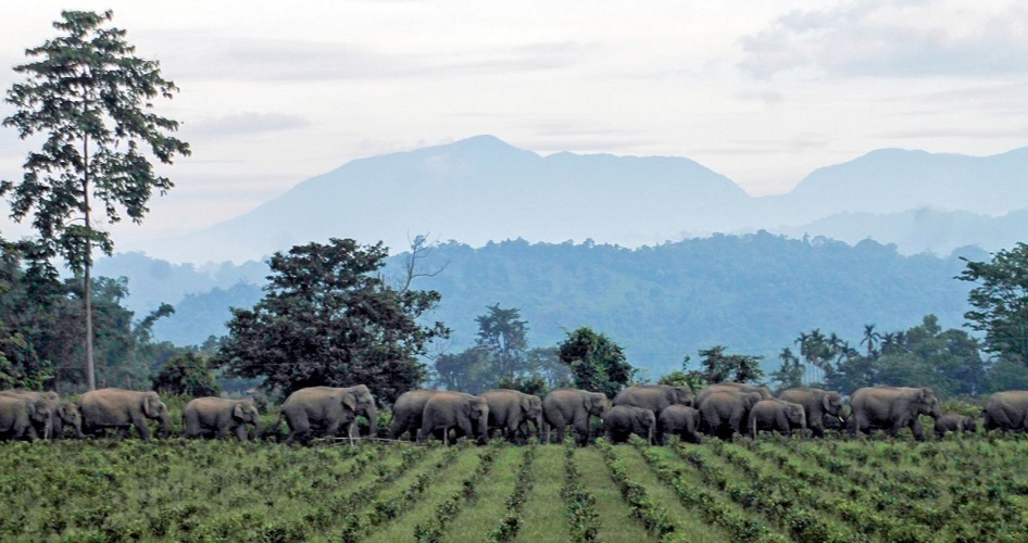 Sanctuary Nature Foundation also created space for the elephants which are there and harvest spaces for the humans for the agroforestry