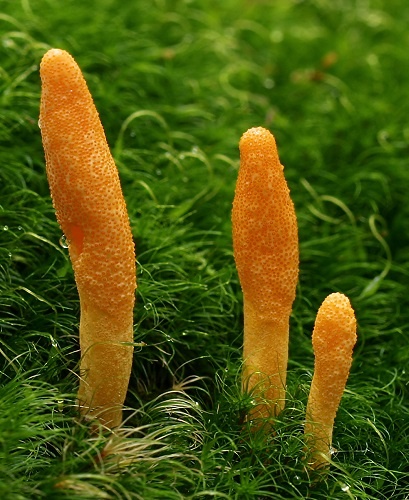 Cordyceps Militaris