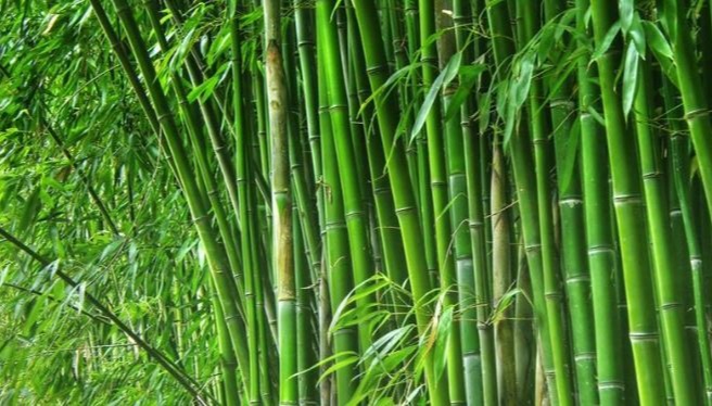 Bamboo can be a Great Substitute for Plastic