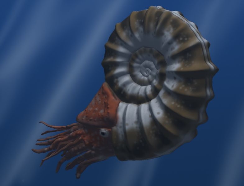 she stopped at one picture and that happened to be the image of an ammonite