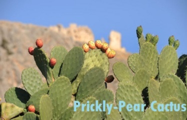 prickly-pear cactus