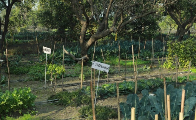 Edible routes will assist you in cultivating your veggies, economically and effectively in an organic manner