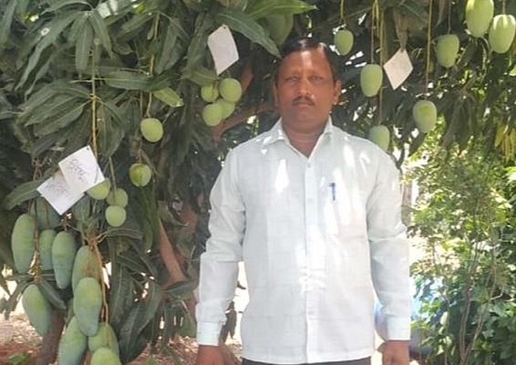 At Kakasaheb's orchard, one mango tree has 22 different varieties of mangoes hanging to it