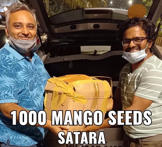 In 2020, his team collected and distributed 11,000 mango saplings