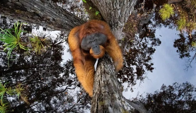 Thomas Vijayan, whose breathtaking photograph of an orangutan sticking to a tree won the photographer £1,500, for Nature TTL in 2021