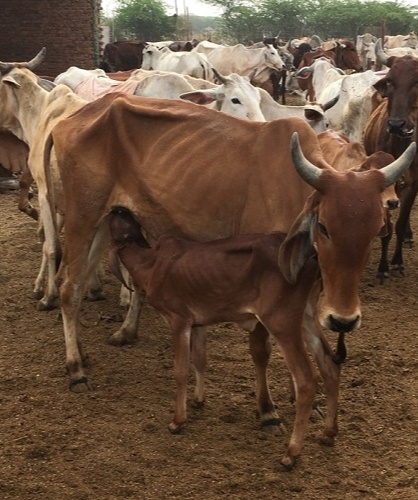 Radha Surabhi Goshala takes care of sick, injured, and starved cows, gives them food and shelter, along with required medical care
