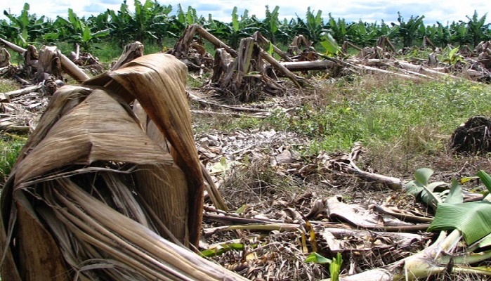 Mehul observed that his hometown has banana cultivation done on 20,000 hectares of fields and witnessed hundreds of tons of banana tree waste produced every year