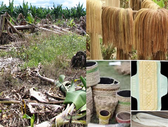 Making Sanitary Pads Out Of Banana Trees