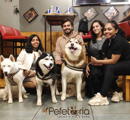 Pefeteria - a pet-friendly space where pets receive the respect they deserve