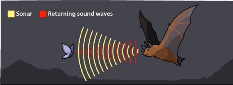 Anang Tadar found a co-relation with the BATS and wondered how the BATS manage their lives